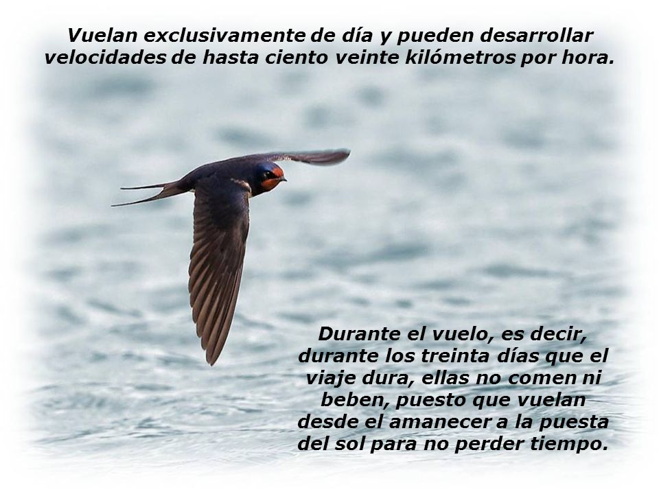 Vuelan exclusivamente de día y pueden desarrollar velocidades de hasta ciento veinte kilómetros por hora.