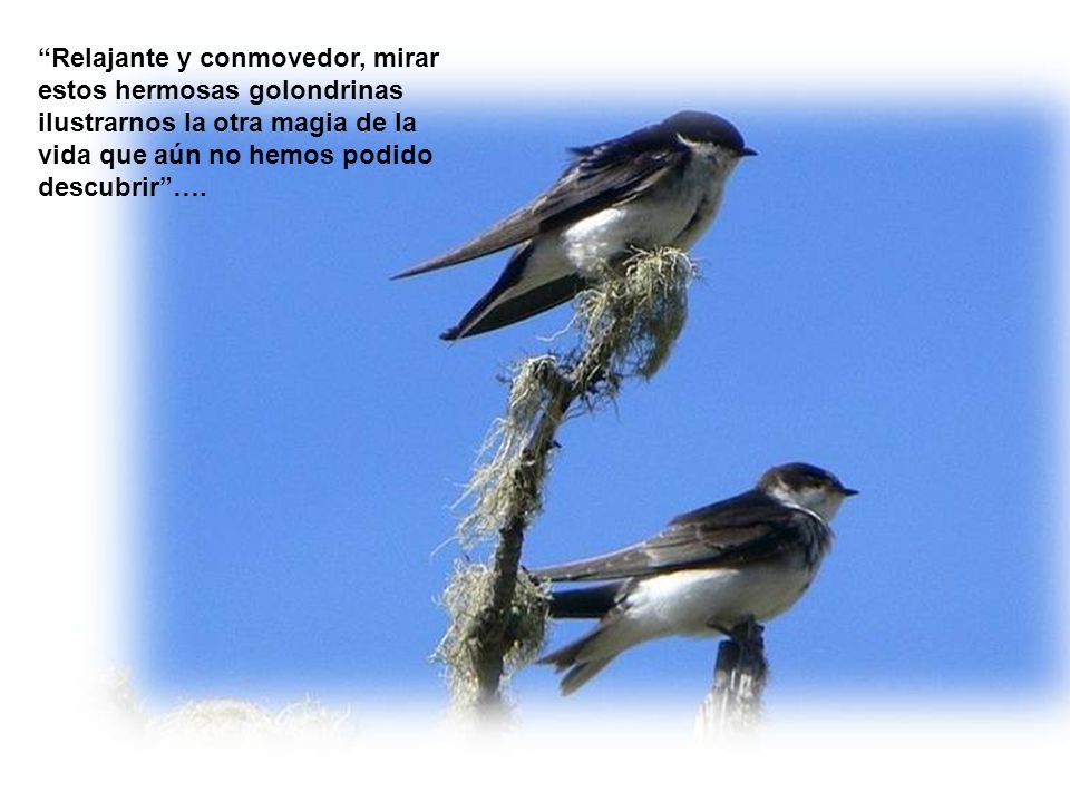 Relajante y conmovedor, mirar estos hermosas golondrinas ilustrarnos la otra magia de la vida que aún no hemos podido descubrir ….