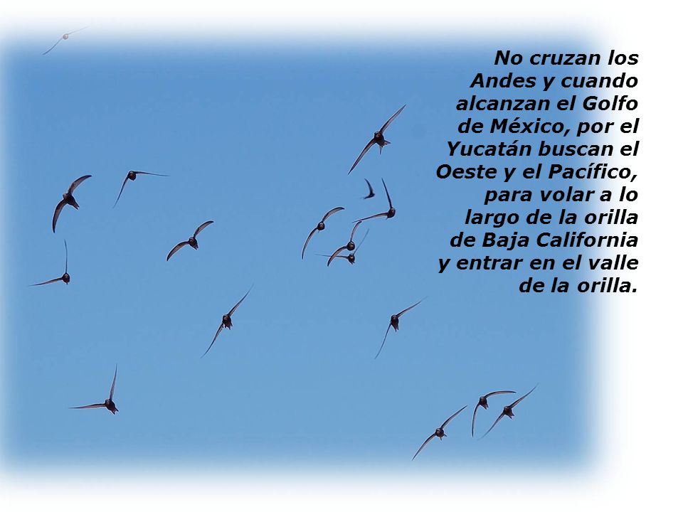 No cruzan los Andes y cuando alcanzan el Golfo de México, por el Yucatán buscan el Oeste y el Pacífico, para volar a lo largo de la orilla de Baja California y entrar en el valle de la orilla.