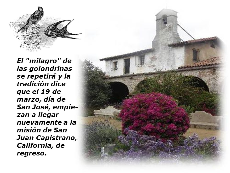 El milagro de las golondrinas se repetirá y la tradición dice que el 19 de marzo, día de San José, empie-zan a llegar nuevamente a la misión de San Juan Capistrano, California, de regreso.