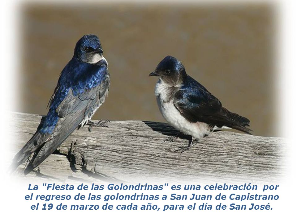 el 19 de marzo de cada año, para el día de San José.