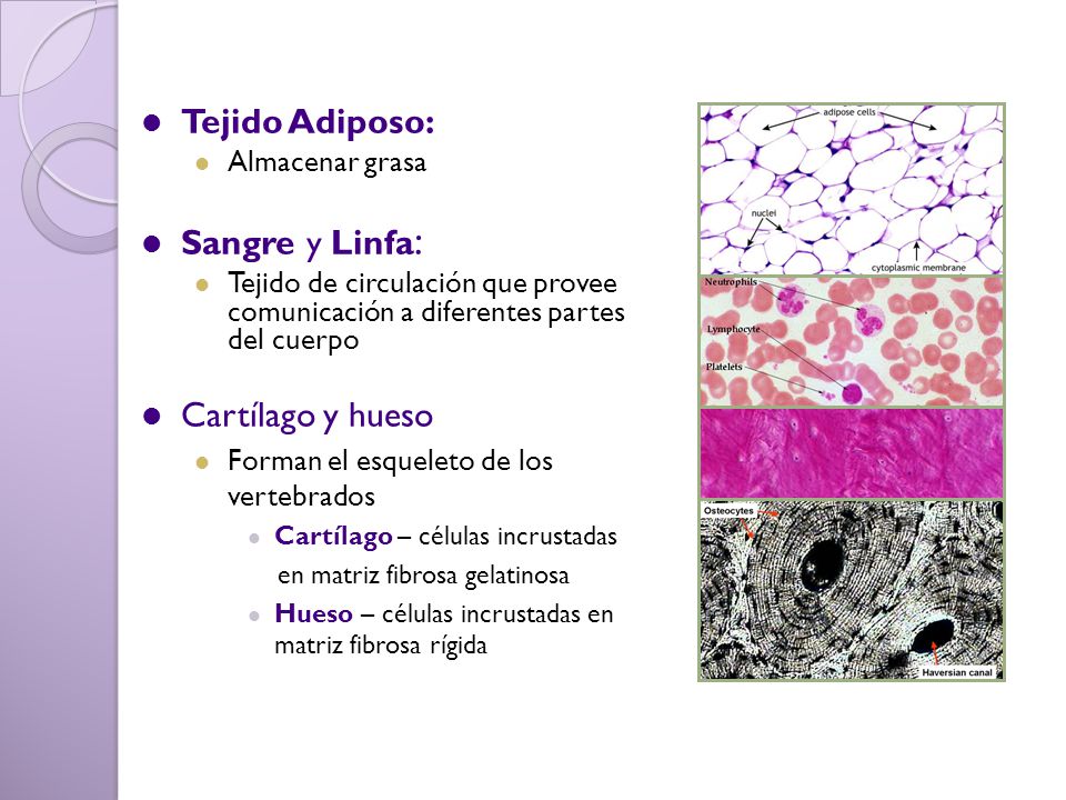 Tejido Adiposo: Sangre y Linfa: Cartílago y hueso Almacenar grasa