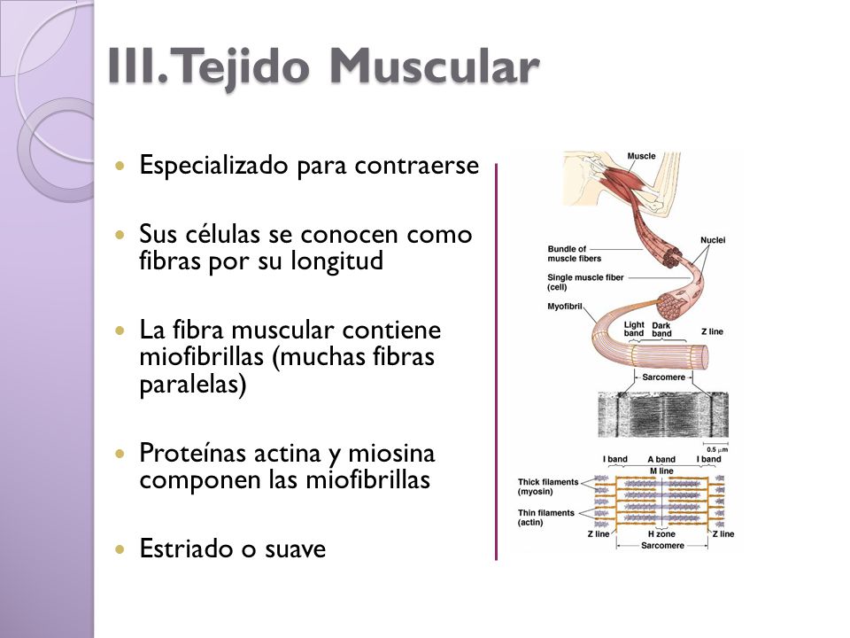 III.Tejido Muscular Especializado para contraerse