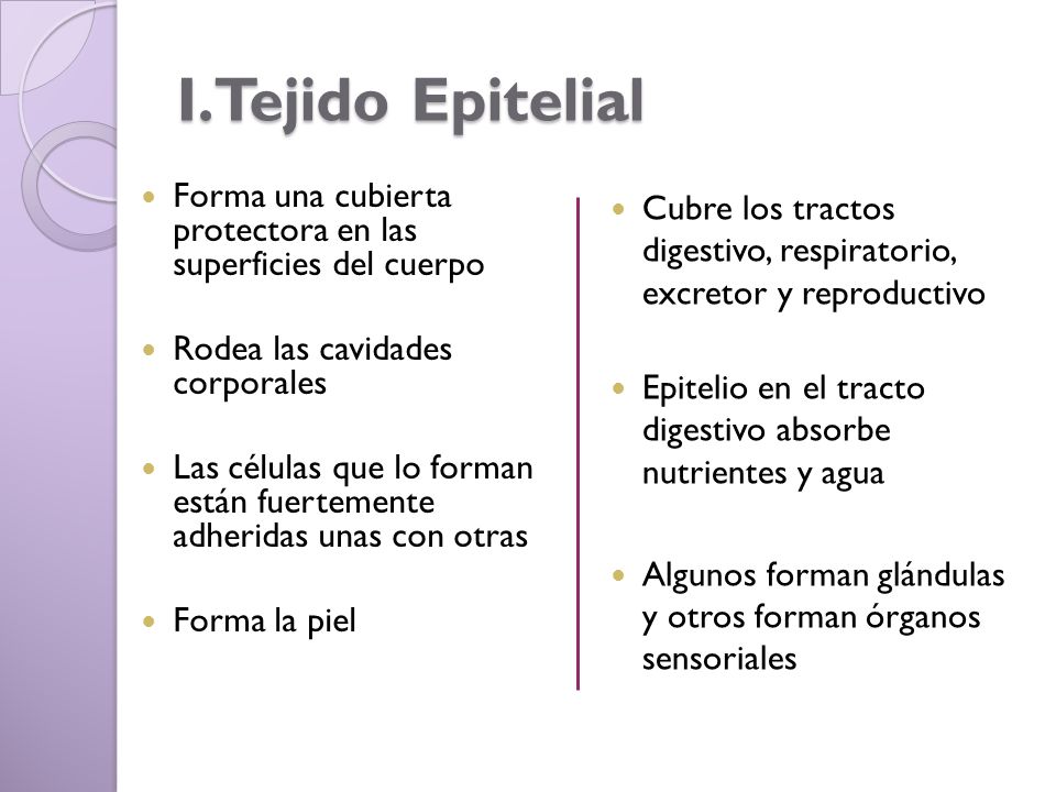 I.Tejido Epitelial Forma una cubierta protectora en las superficies del cuerpo. Rodea las cavidades corporales.