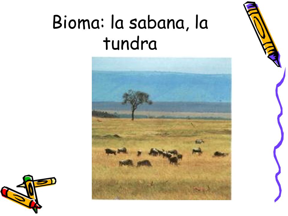 Bioma: la sabana, la tundra