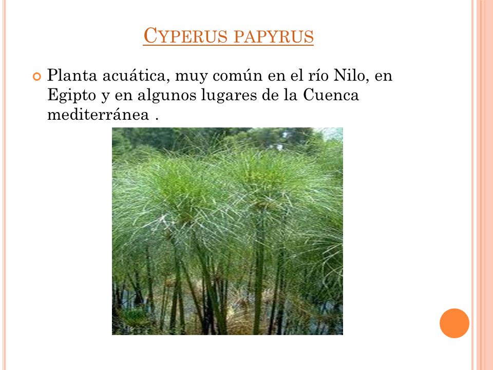 Cyperus papyrus Planta acuática, muy común en el río Nilo, en Egipto y en algunos lugares de la Cuenca mediterránea .