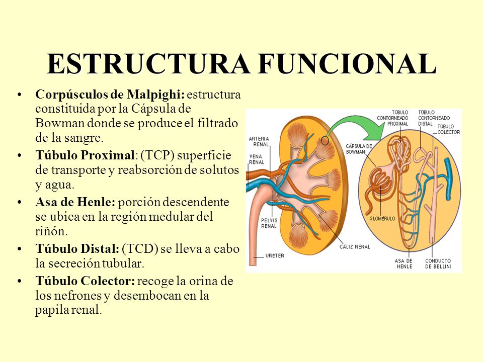 ESTRUCTURA FUNCIONAL Corpúsculos de Malpighi: estructura constituida por la Cápsula de Bowman donde se produce el filtrado de la sangre.