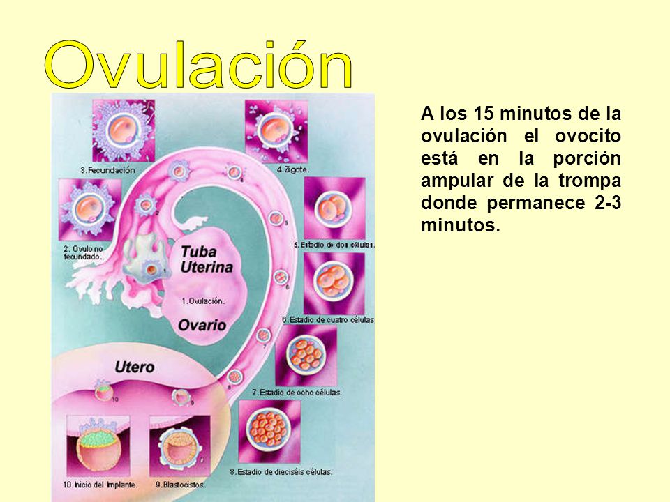 Ovulación A los 15 minutos de la ovulación el ovocito está en la porción ampular de la trompa donde permanece 2-3 minutos.