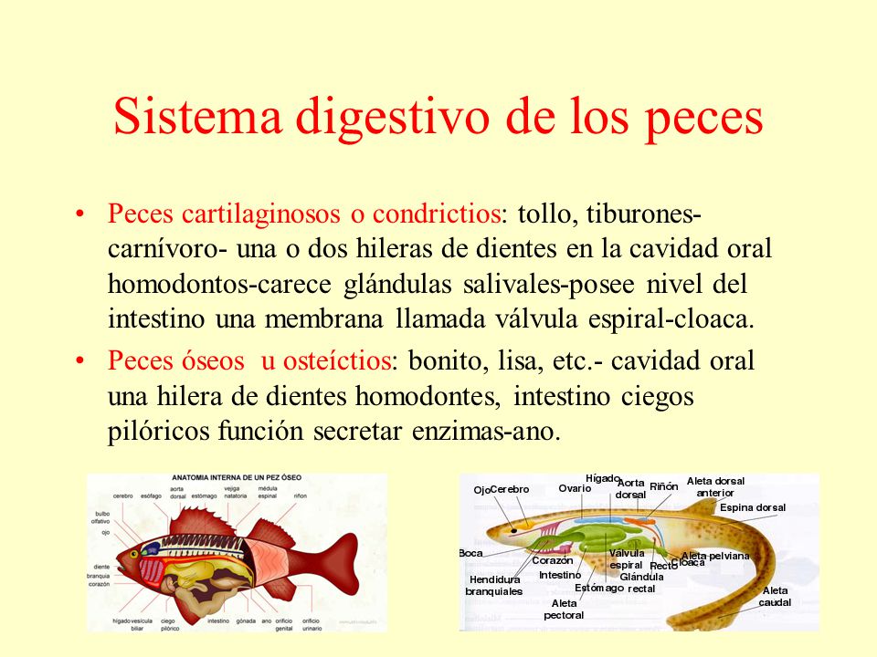 El Sistema Digestivo Incompleto denominado también celenterónico, es típico  de celentéreos (hidras, medusas) y algunos platelmintos (planarias). - ppt  descargar