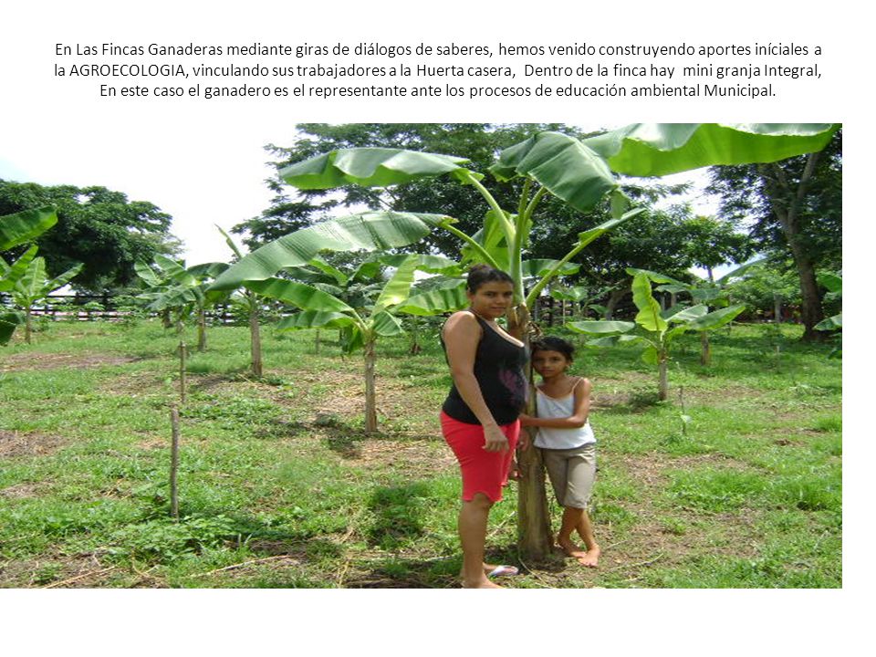 En Las Fincas Ganaderas mediante giras de diálogos de saberes, hemos venido construyendo aportes iníciales a la AGROECOLOGIA, vinculando sus trabajadores a la Huerta casera, Dentro de la finca hay mini granja Integral, En este caso el ganadero es el representante ante los procesos de educación ambiental Municipal.
