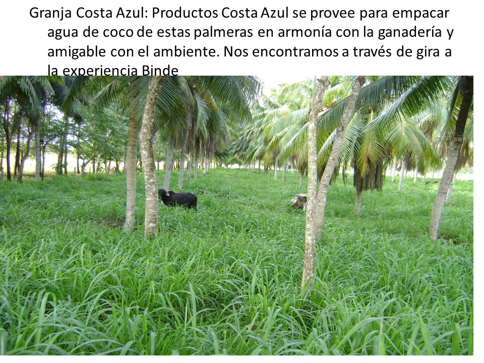 Granja Costa Azul: Productos Costa Azul se provee para empacar agua de coco de estas palmeras en armonía con la ganadería y amigable con el ambiente.