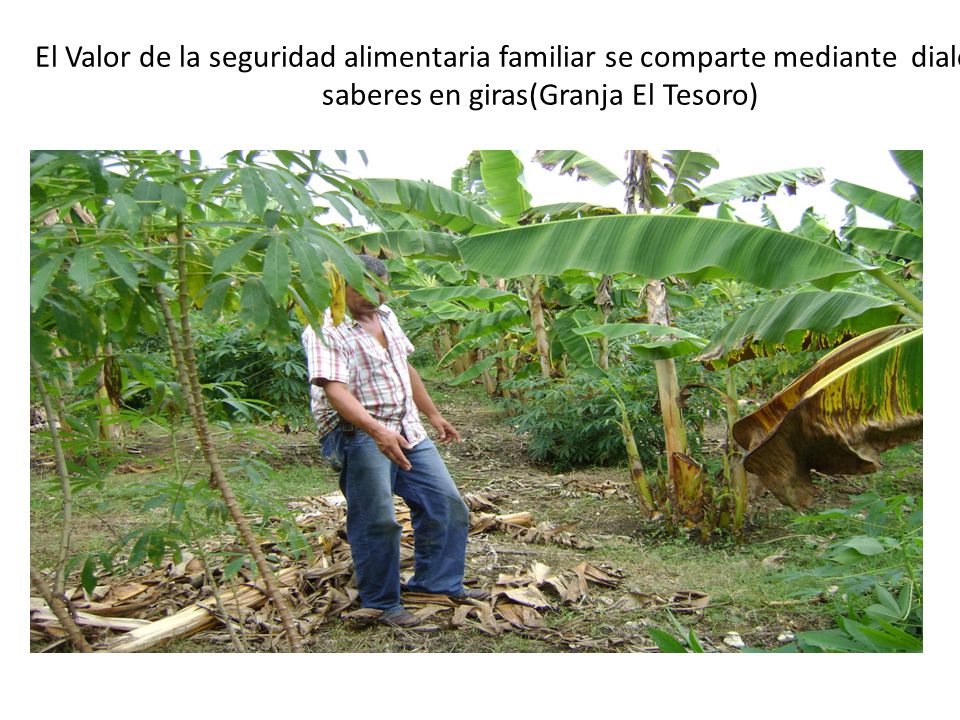 El Valor de la seguridad alimentaria familiar se comparte mediante dialogo de saberes en giras(Granja El Tesoro)