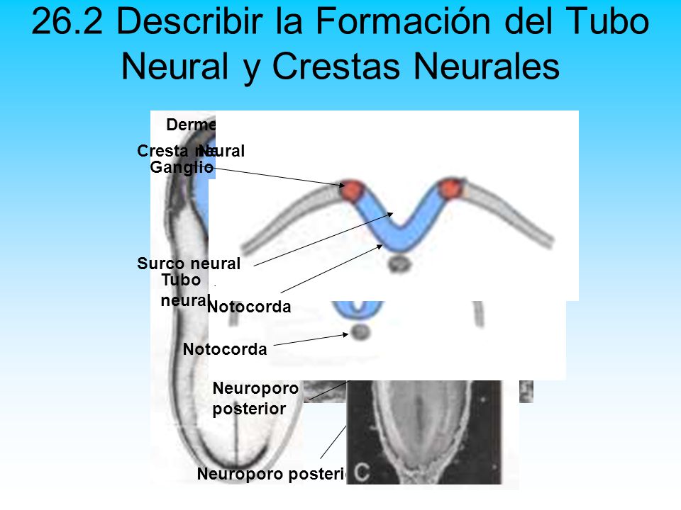 26.2 Describir la Formación del Tubo Neural y Crestas Neurales