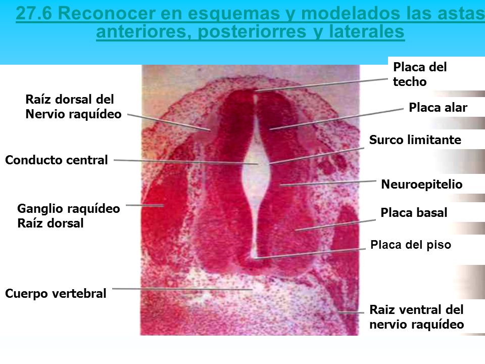 27.6 Reconocer en esquemas y modelados las astas anteriores, posteriorres y laterales
