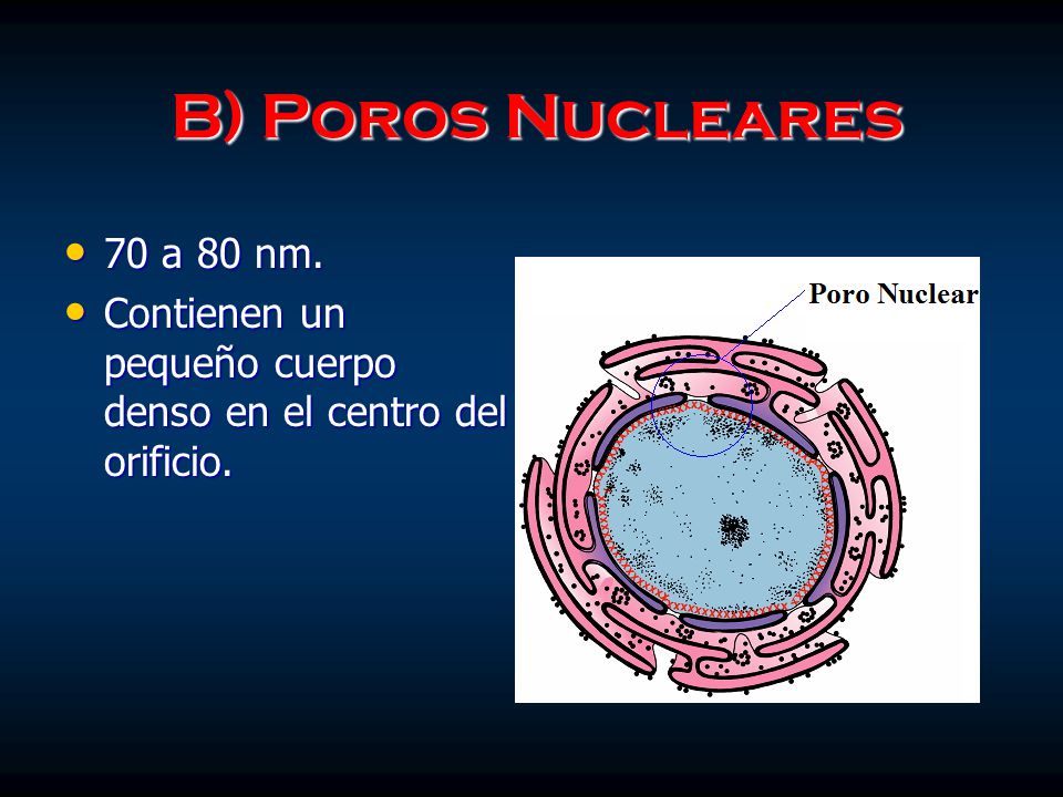B) Poros Nucleares 70 a 80 nm. Contienen un pequeño cuerpo denso en el centro del orificio.