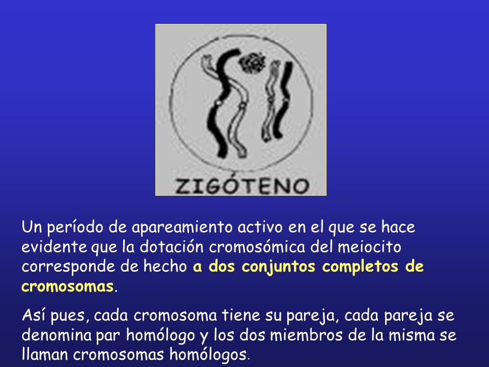 Un período de apareamiento activo en el que se hace evidente que la dotación cromosómica del meiocito corresponde de hecho a dos conjuntos completos de cromosomas.