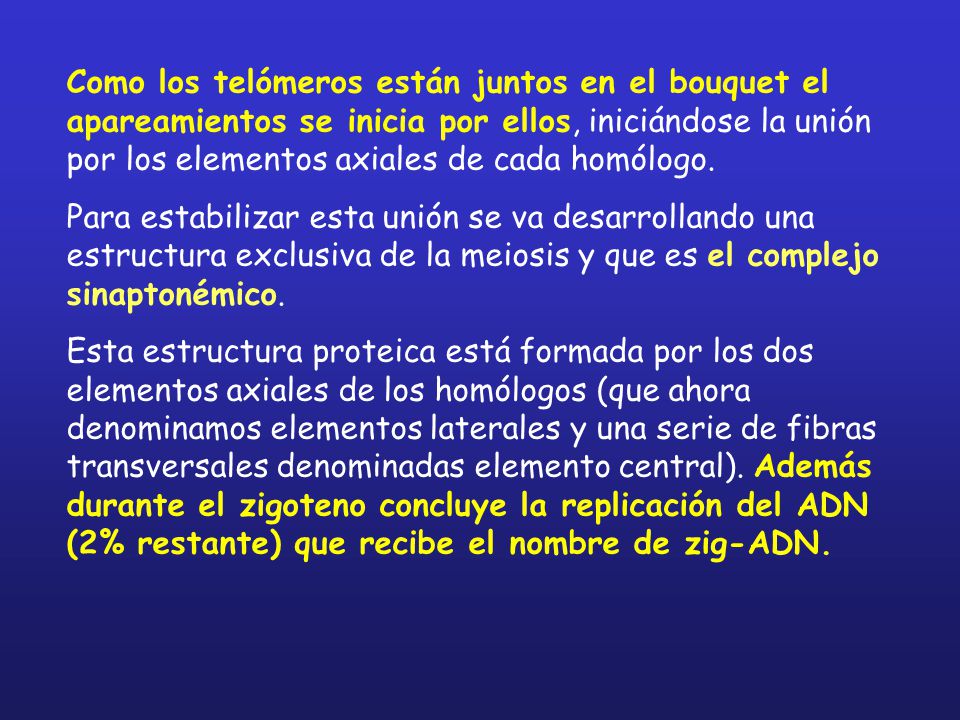 Como los telómeros están juntos en el bouquet el apareamientos se inicia por ellos, iniciándose la unión por los elementos axiales de cada homólogo.