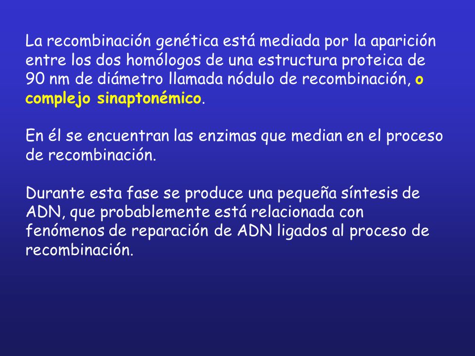 La recombinación genética está mediada por la aparición entre los dos homólogos de una estructura proteica de 90 nm de diámetro llamada nódulo de recombinación, o complejo sinaptonémico.