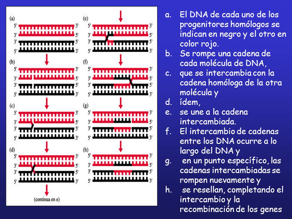 El DNA de cada uno de los progenitores homólogos se indican en negro y el otro en color rojo.