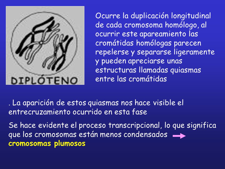Ocurre la duplicación longitudinal de cada cromosoma homólogo, al ocurrir este apareamiento las cromátidas homólogas parecen repelerse y separarse ligeramente y pueden apreciarse unas estructuras llamadas quiasmas entre las cromátidas