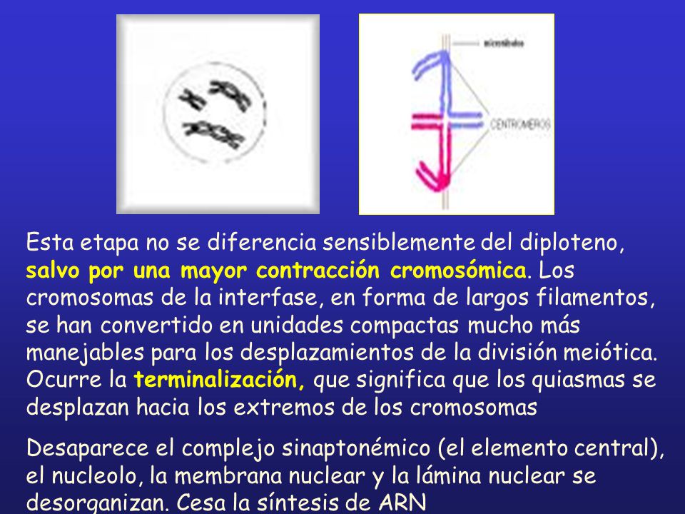 Esta etapa no se diferencia sensiblemente del diploteno, salvo por una mayor contracción cromosómica. Los cromosomas de la interfase, en forma de largos filamentos, se han convertido en unidades compactas mucho más manejables para los desplazamientos de la división meiótica. Ocurre la terminalización, que significa que los quiasmas se desplazan hacia los extremos de los cromosomas