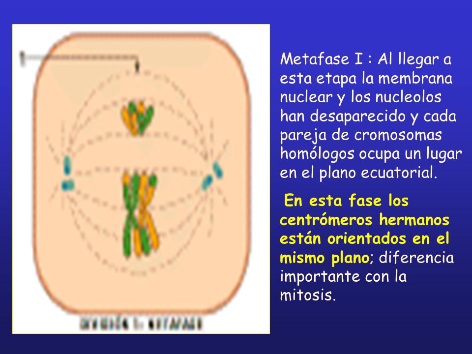 Metafase I : Al llegar a esta etapa la membrana nuclear y los nucleolos han desaparecido y cada pareja de cromosomas homólogos ocupa un lugar en el plano ecuatorial.