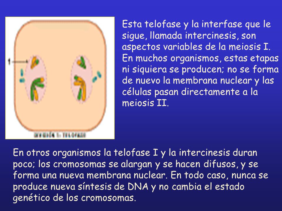 Esta telofase y la interfase que le sigue, llamada intercinesis, son aspectos variables de la meiosis I. En muchos organismos, estas etapas ni siquiera se producen; no se forma de nuevo la membrana nuclear y las células pasan directamente a la meiosis II.