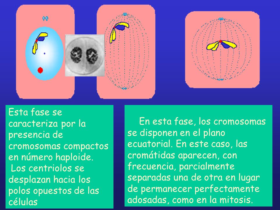 Esta fase se caracteriza por la presencia de cromosomas compactos en número haploide. Los centriolos se desplazan hacia los polos opuestos de las células