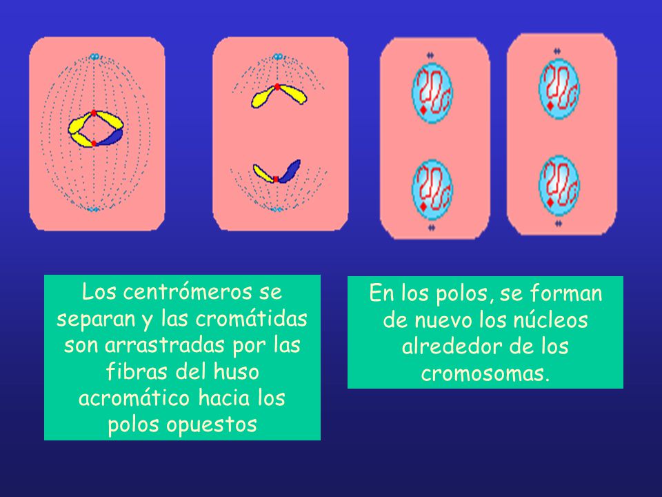 Los centrómeros se separan y las cromátidas son arrastradas por las fibras del huso acromático hacia los polos opuestos