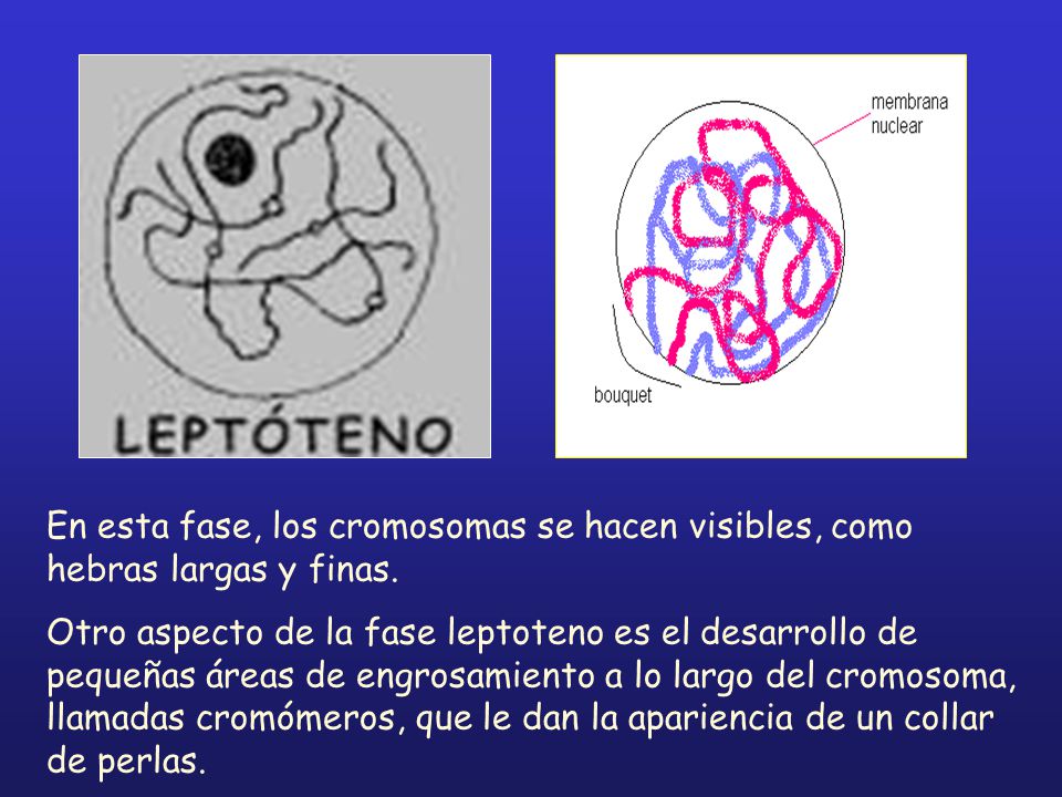 En esta fase, los cromosomas se hacen visibles, como hebras largas y finas.