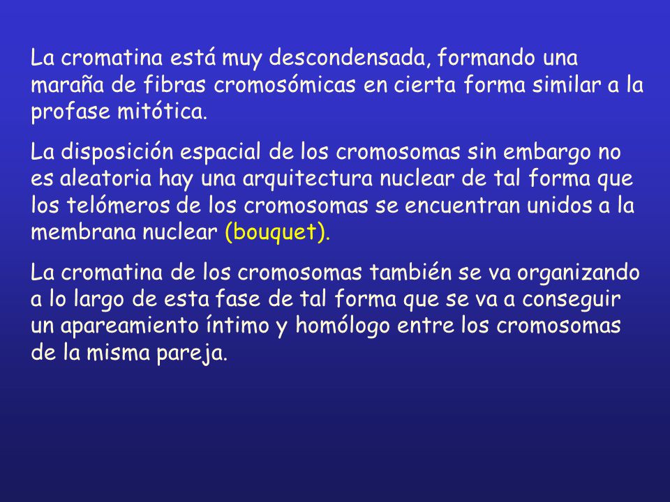La cromatina está muy descondensada, formando una maraña de fibras cromosómicas en cierta forma similar a la profase mitótica.