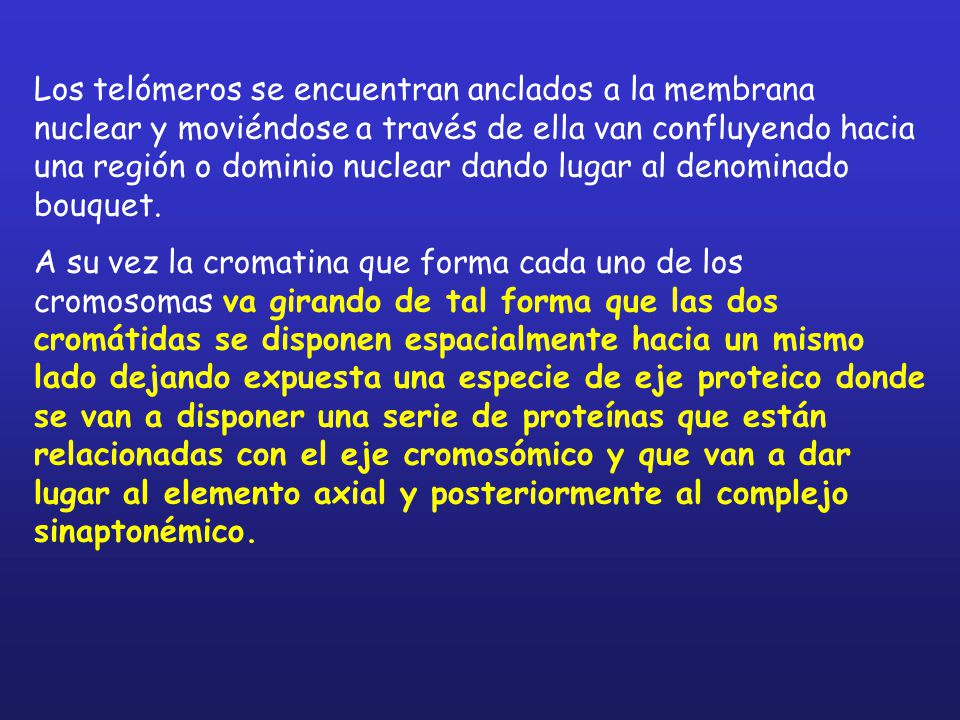 Los telómeros se encuentran anclados a la membrana nuclear y moviéndose a través de ella van confluyendo hacia una región o dominio nuclear dando lugar al denominado bouquet.