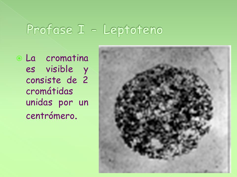 Profase I - Leptoteno La cromatina es visible y consiste de 2 cromátidas unidas por un centrómero.