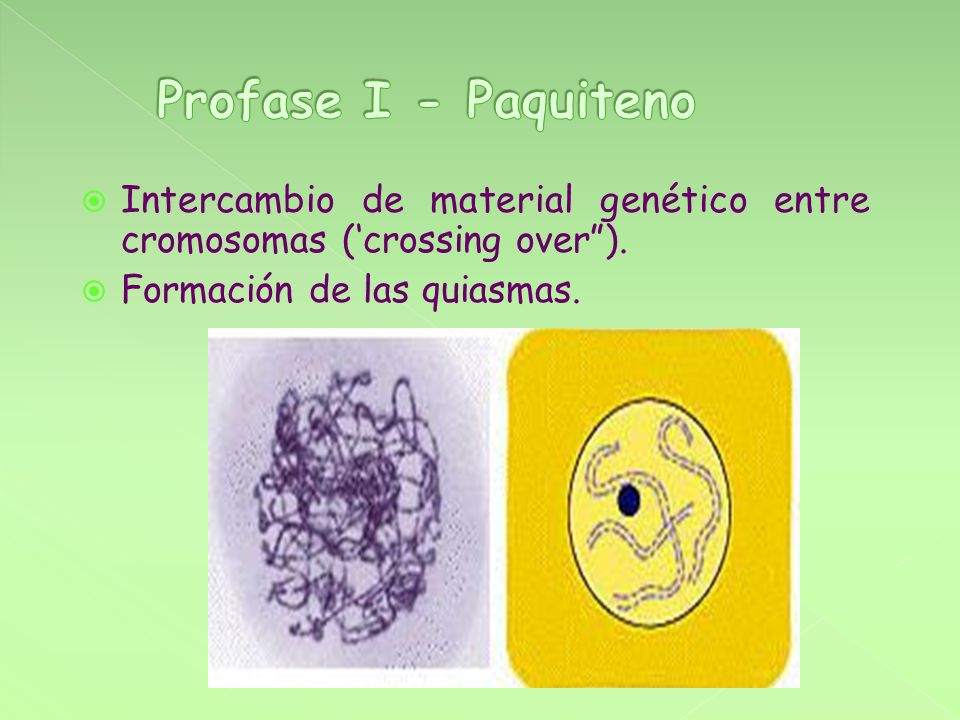 Profase I - Paquiteno Intercambio de material genético entre cromosomas (‘crossing over ).