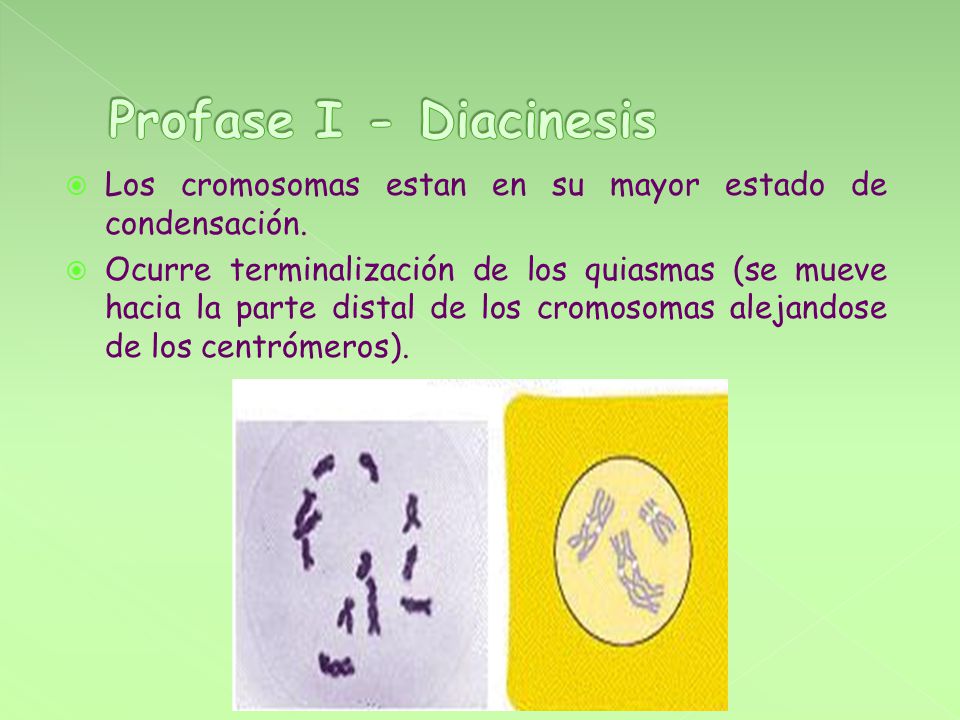 Profase I - Diacinesis Los cromosomas estan en su mayor estado de condensación.