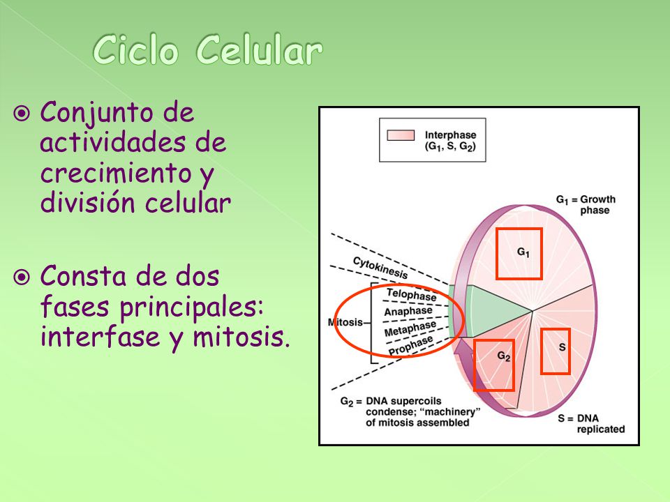 Ciclo Celular Conjunto de actividades de crecimiento y división celular.