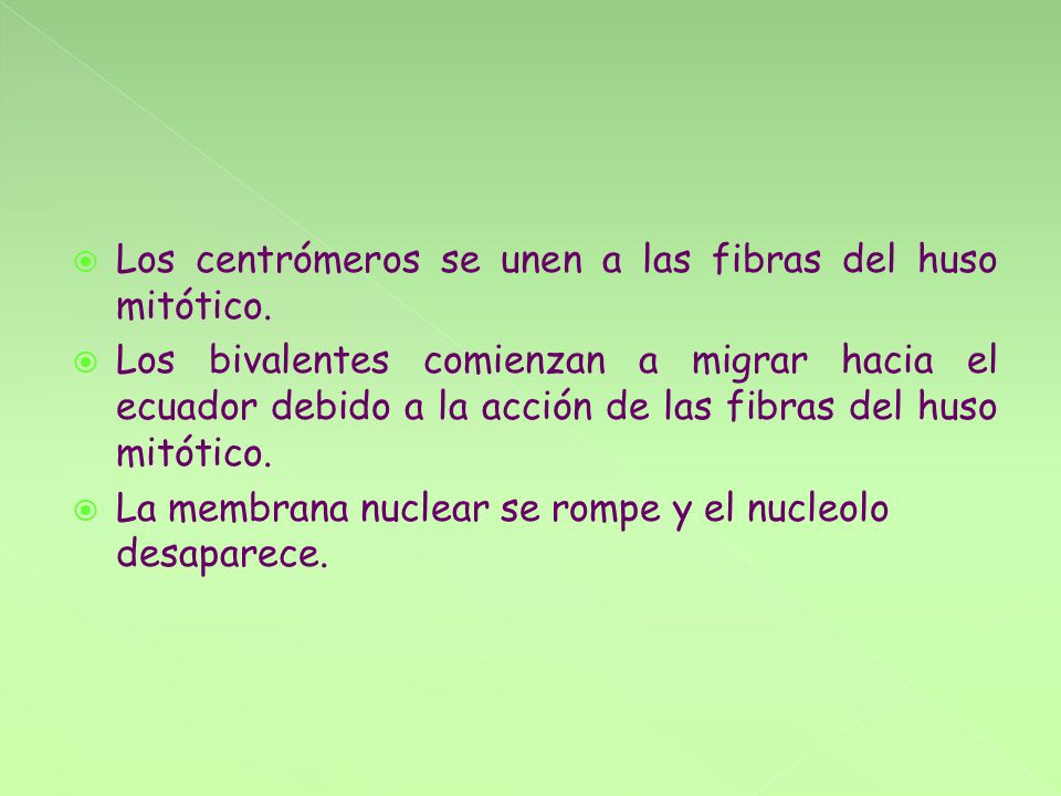 Los centrómeros se unen a las fibras del huso mitótico.