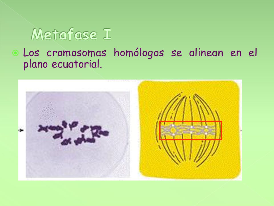 Metafase I Los cromosomas homólogos se alinean en el plano ecuatorial.