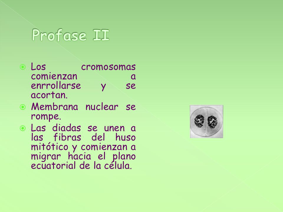Profase II Los cromosomas comienzan a enrrollarse y se acortan.
