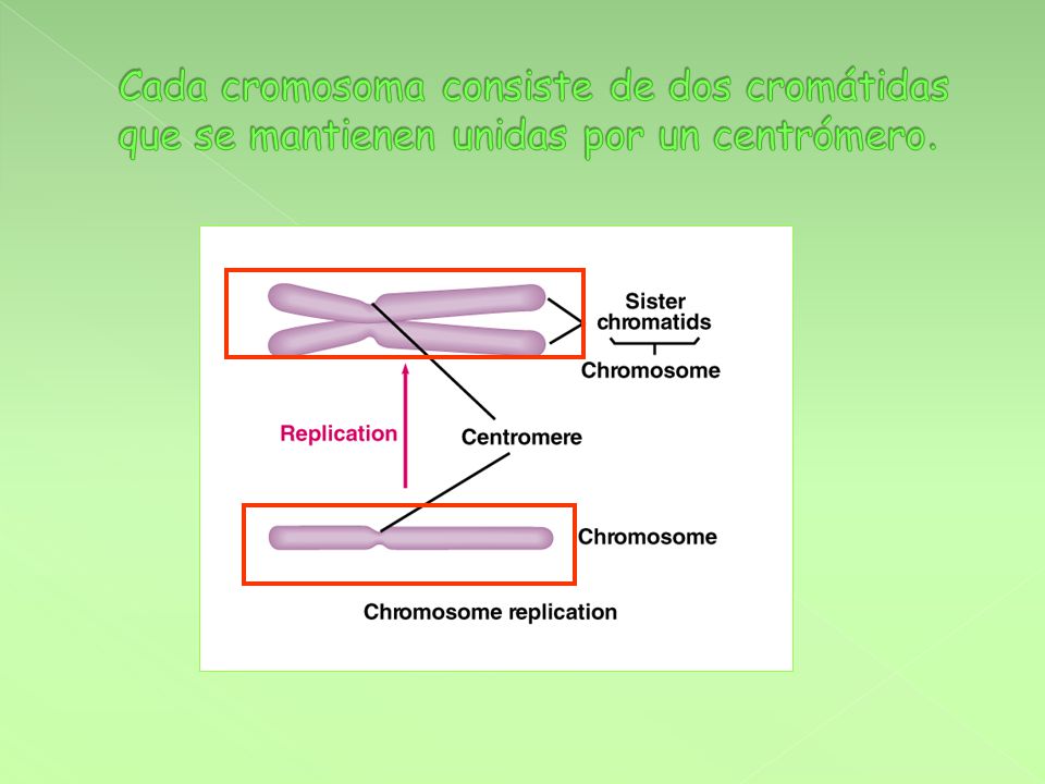 Cada cromosoma consiste de dos cromátidas que se mantienen unidas por un centrómero.