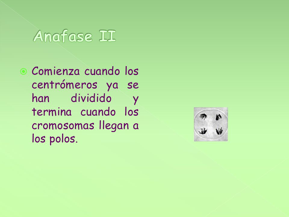 Anafase II Comienza cuando los centrómeros ya se han dividido y termina cuando los cromosomas llegan a los polos.