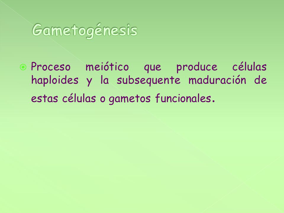 Gametogénesis Proceso meiótico que produce células haploides y la subsequente maduración de estas células o gametos funcionales.