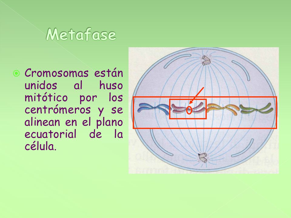 Metafase Cromosomas están unidos al huso mitótico por los centrómeros y se alinean en el plano ecuatorial de la célula.