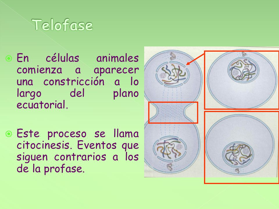 Telofase En células animales comienza a aparecer una constricción a lo largo del plano ecuatorial.