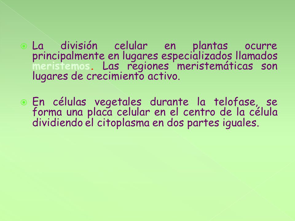 La división celular en plantas ocurre principalmente en lugares especializados llamados meristemos. Las regiones meristemáticas son lugares de crecimiento activo.