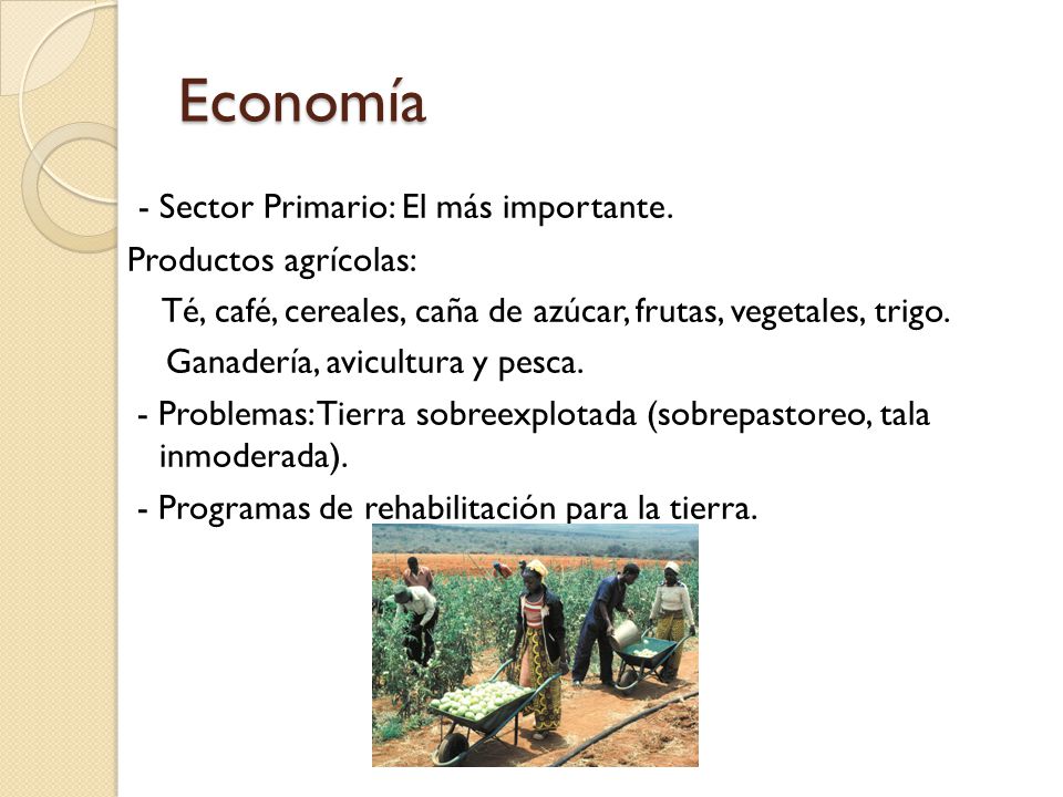 Economía - Sector Primario: El más importante. Productos agrícolas: