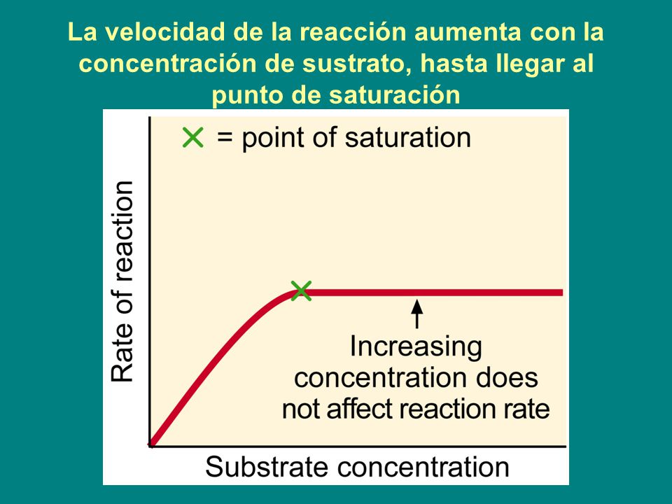 La velocidad de la reacción aumenta con la concentración de sustrato, hasta llegar al punto de saturación