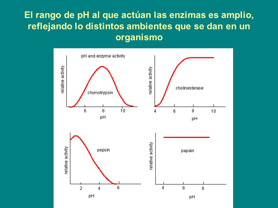 El rango de pH al que actúan las enzimas es amplio, reflejando lo distintos ambientes que se dan en un organismo