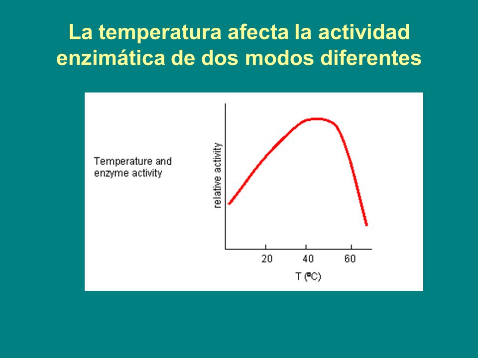 La temperatura afecta la actividad enzimática de dos modos diferentes