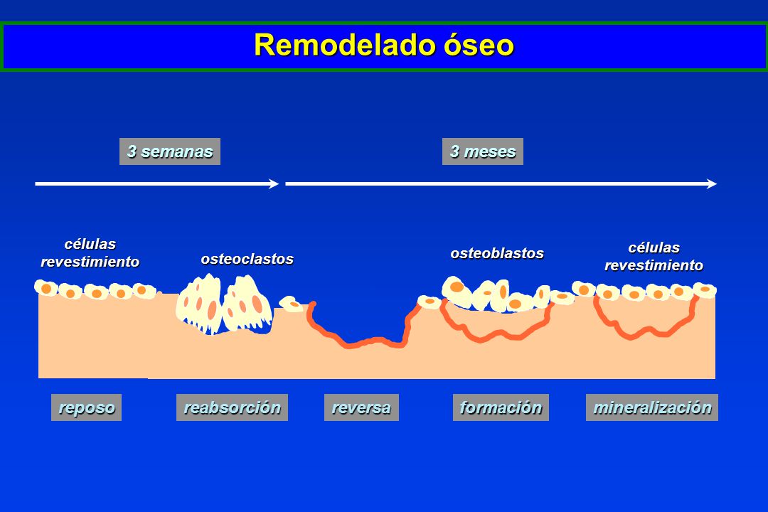 Remodelado óseo 3 semanas 3 meses reposo reabsorción reversa formación